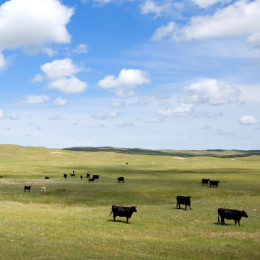 cows grazing in pastaure