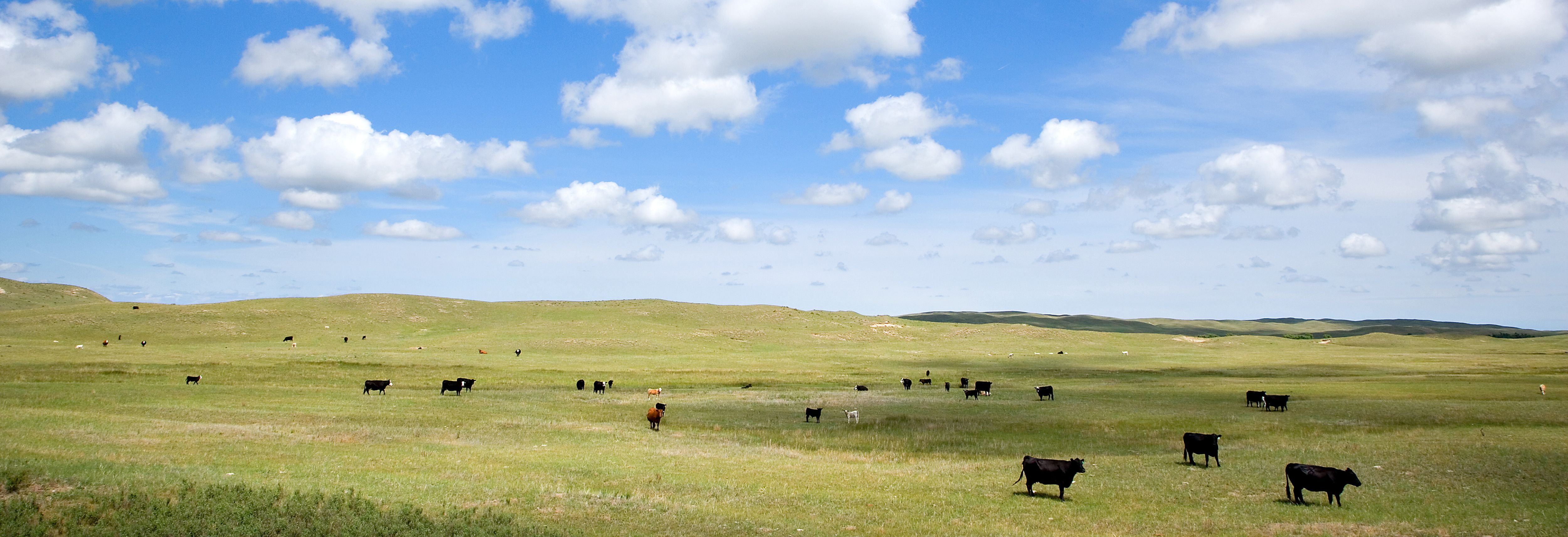 cows grazing in pastaure