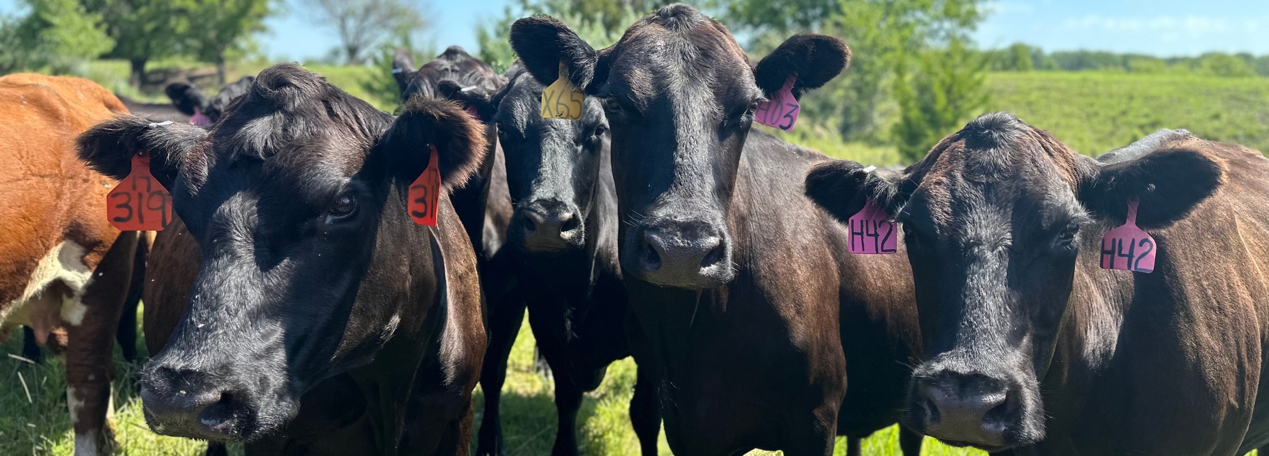 Cattle with ear tags