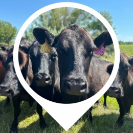 Cattle with ear tags