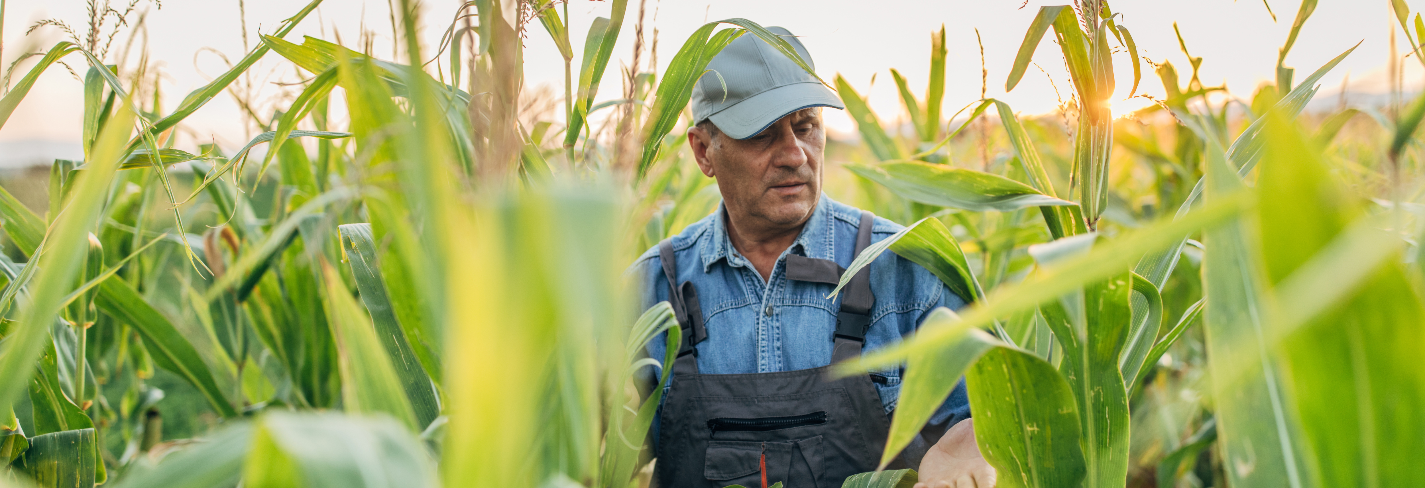 Farmer in field