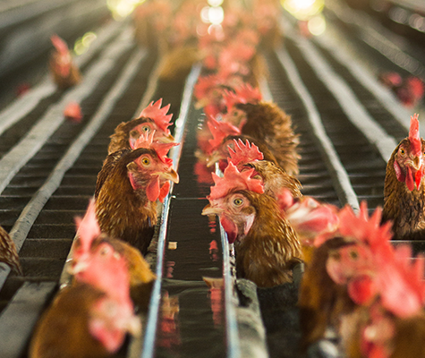 Picture of chickens in a poultry barn