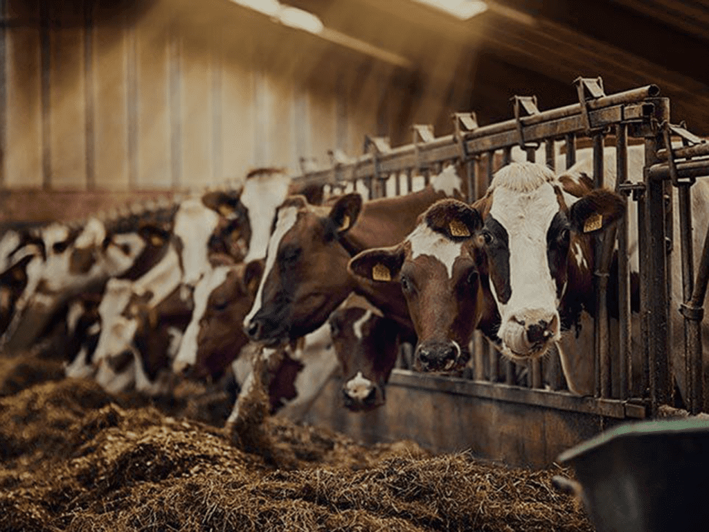 cows feeding